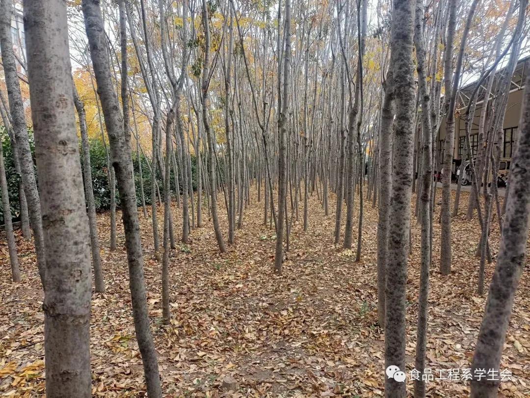 清掃學(xué)院垃圾，營造美好校園(圖4)
